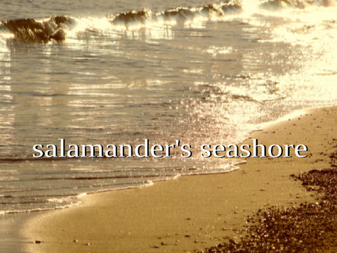 salamander's seashore