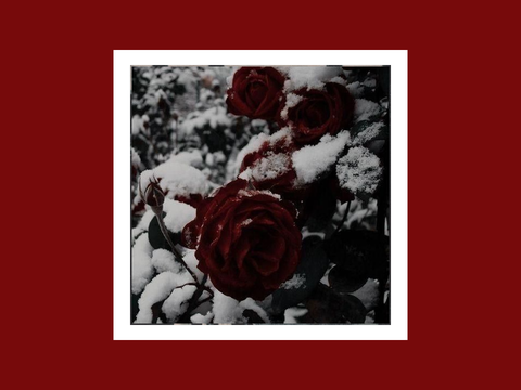 ・・・fractured tiara ~ srp ༉ ‧₊˚