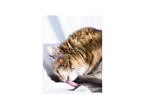 Cute Pets