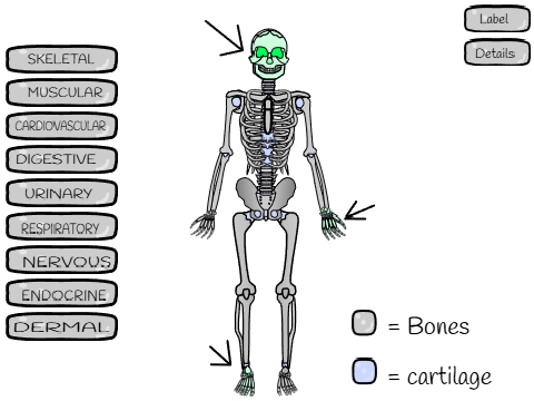 The Human Body