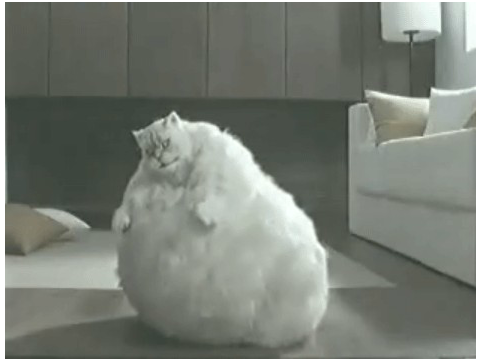 Fat Cat Dances to THIS IS SPARTA!!!!!!!!!! remix