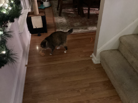Cat reveal!!