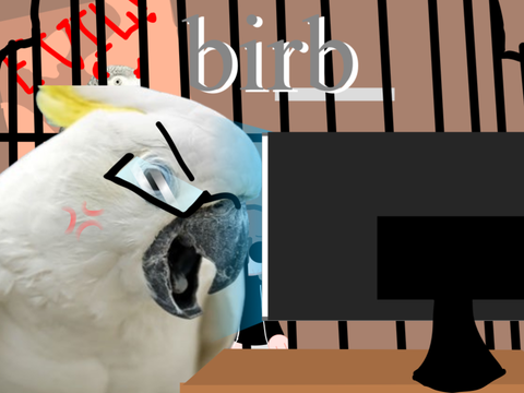 birb :-)