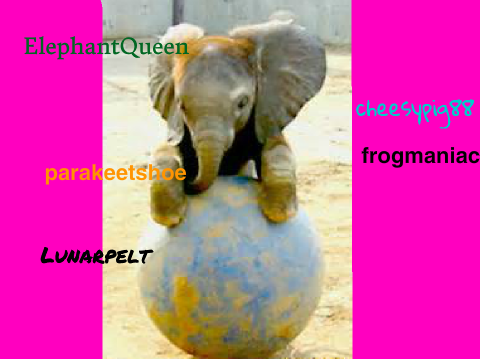 Sign here if you are Against Elephant Hunting!!! remix remix remix remix