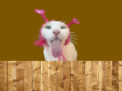 hey bungus