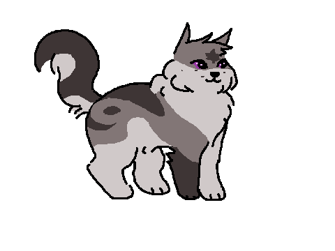maple