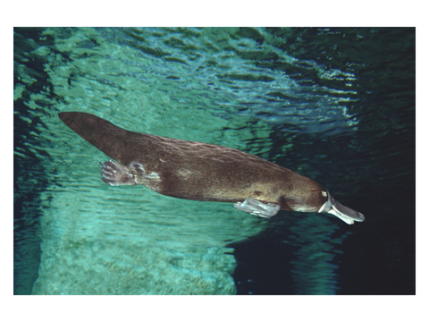 ☄ Platypus’s Roleplay Project