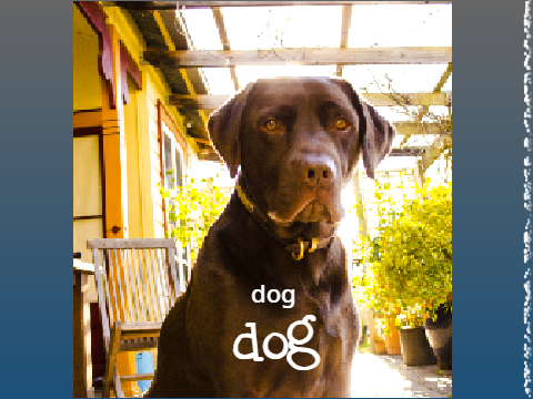 dog