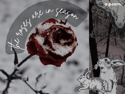 ❝ the roses are in season. ❞ | a poem. 