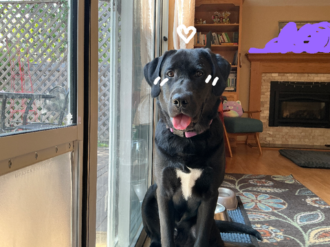 I gotz a puppy (read desc and chill w/ the music)