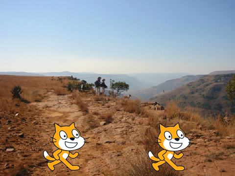 cat chase