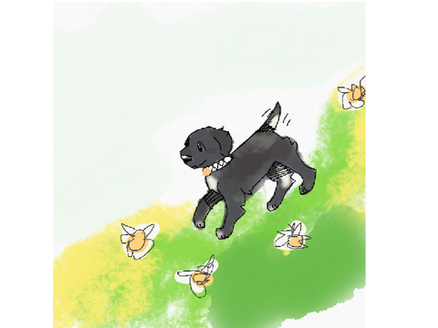 I'm getting a puppy :0