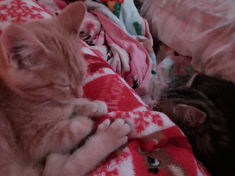 cat photo dump bc im bored