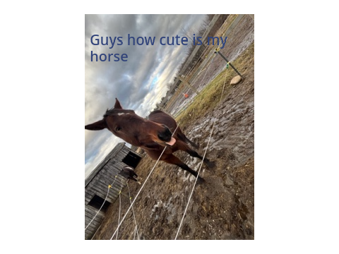 My horse <3