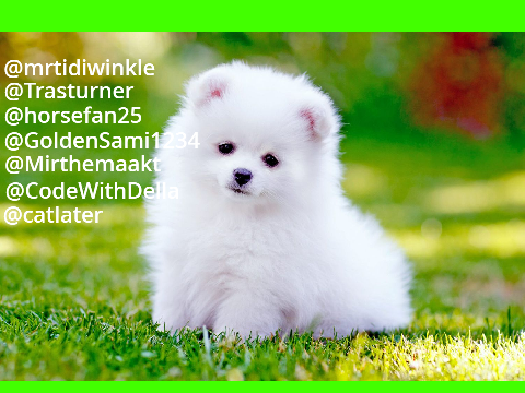 Remix if you love dogs!!! remix 