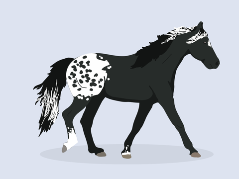 Horse Auction (Vector Style <3)