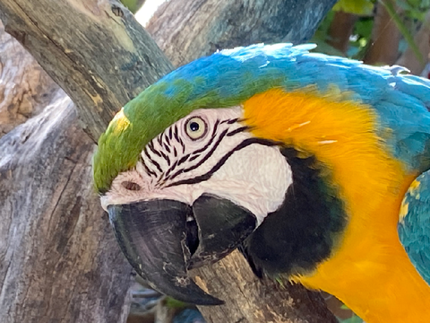 Bird drawing and pictures 