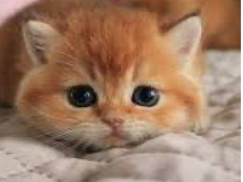 Remix this if you love cats! remix remix