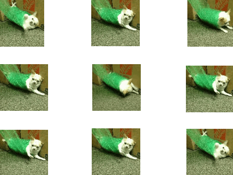 ROLLING CHIHUAHUA