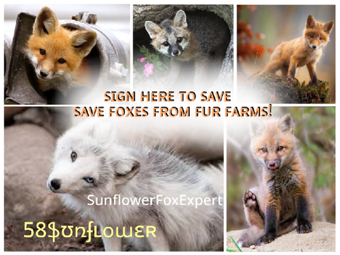 Sign here if you want to save foxes from fur farms!