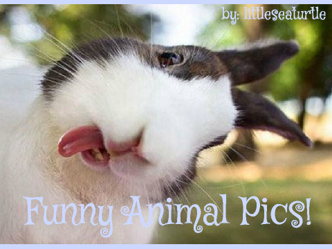 Funny Animal Pics! remix remix
