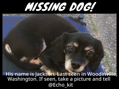 HELP @Echo_kit FIND THEIR DOG!!!!!!!!!