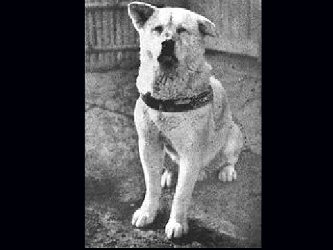 Hachikó- The true story