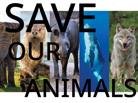 Remix if you ❤️ animals!  remix