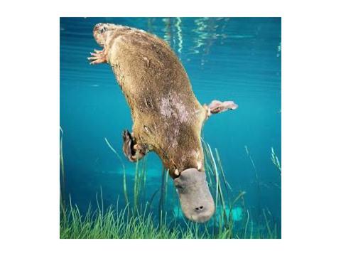 ☄ Platypus’s January 2025 Reference