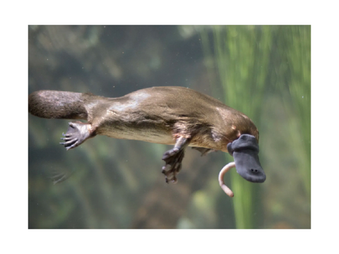 ☄ Platypus’s random lore and info
