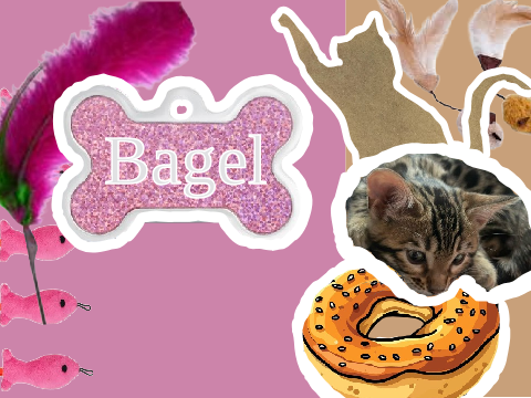 Banner with my kitty named bagel