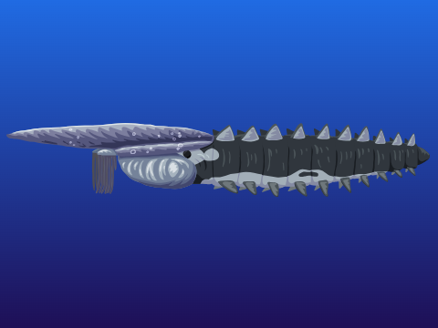 Aegirocassis vector