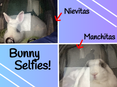 Bunny Selfies! :3