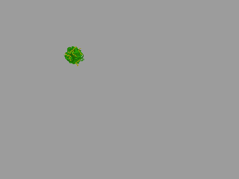 moss ball 