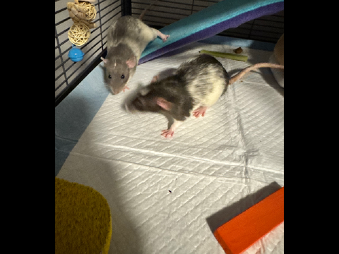 I HAVE RATS NOW