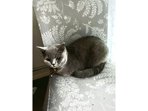 my cat