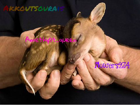 Are You Against Animal Cruelty?  remix remix