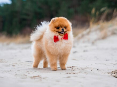 Puppy pfp!