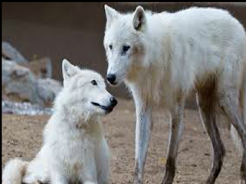 W.L.P. (Wolf, Leopard, Python)