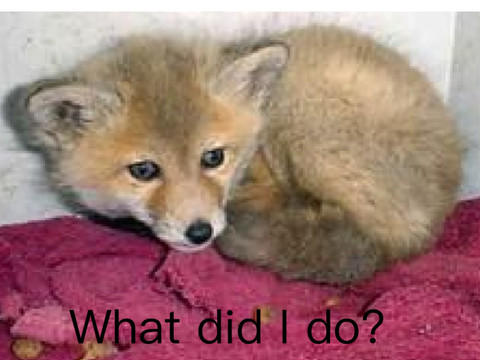 STOP HUNTING FOXES!!! a lot of remixes remix remix remix remix remix