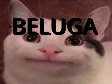 beluga...