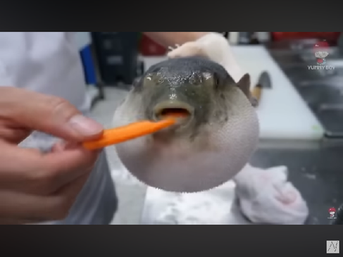 ニンジン食うフグ