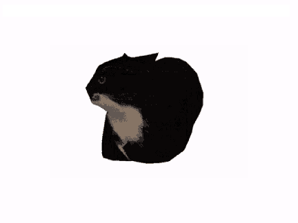 cat. (last project) #spinning #cat 