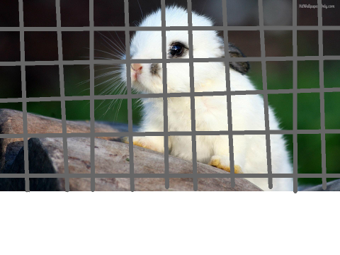STOP ANIMAL CRUELTY NOW!!!