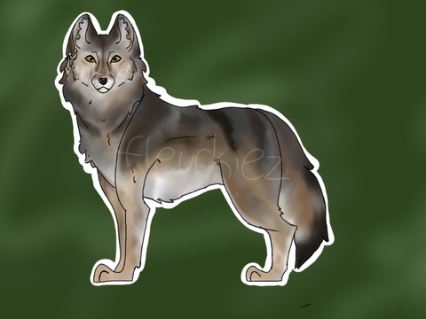 Wolf!!!