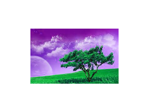 mystical trees