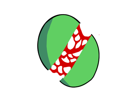 WATERMELON SLICE TEST