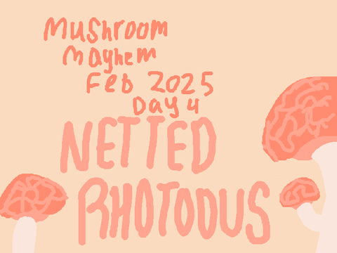 MMF25 DAY 4 || NETTED RHODOTUS
