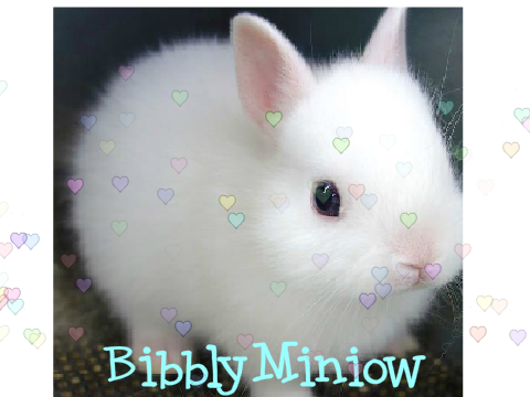 Logo request fo BibblyMiniow 