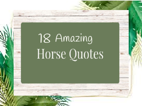 Horse Quotes